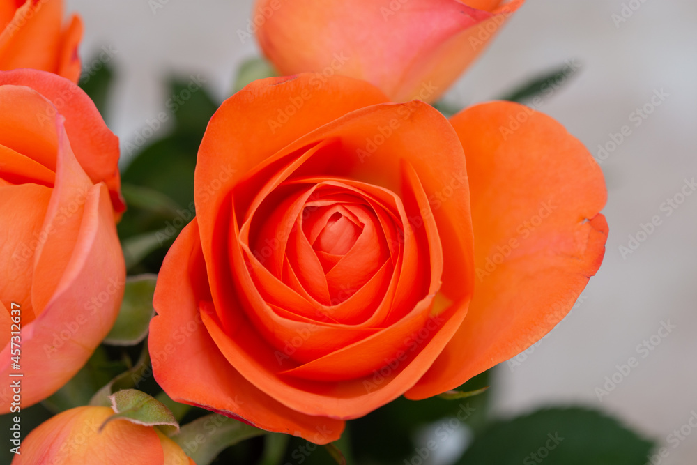 a bouquet of orange roses