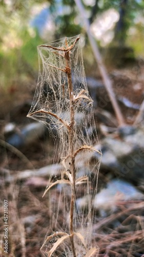 Plant covered by a spider's web © Ogun