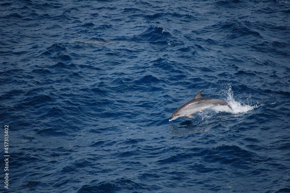 Fototapeta premium Dolphin swimming in the middle of the Atlantic Ocean.