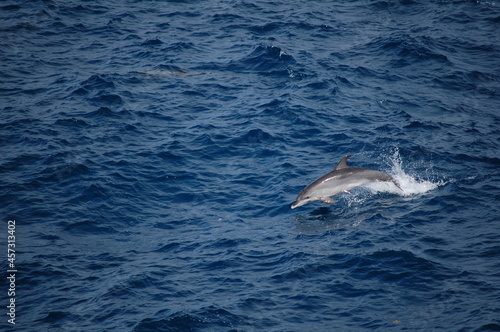 Dolphin swimming in the middle of the Atlantic Ocean.