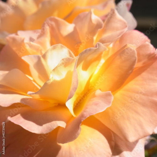 Close-up photo of a rose with beautiful light reflection 