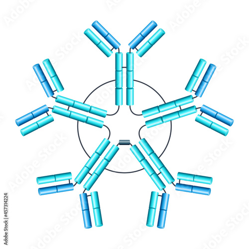 Pentameric IgM 3D scheme of antibody