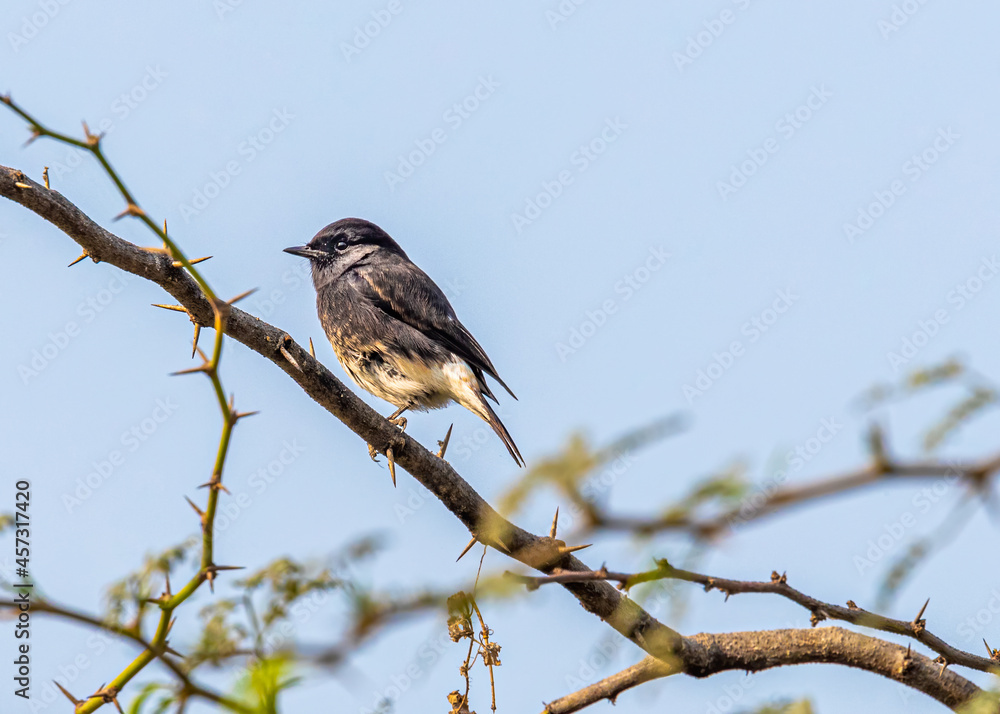 Pied Bush Chat on single leg Pied Bush Chat on single leg