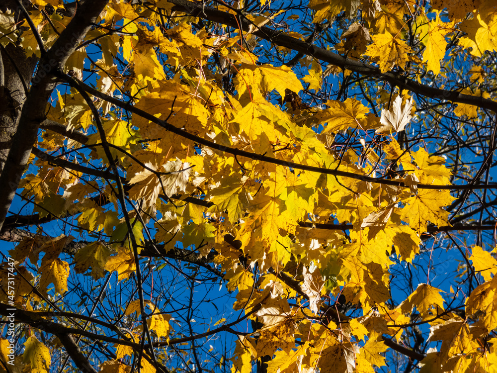 Bright yellow maple leaves on tree branches with deep blue sky background in bright sunlight Bright yellow maple leaves on tree branches with deep blue sky background in bright sunlight