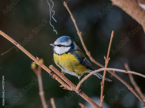 Eurasian Blue Tit (Cyanistes caeruleus) sittting on a branch with blurred background in a park