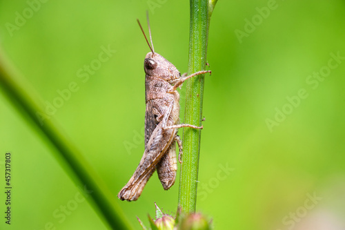 Fototapeta A green grasshopper on a large leaf of grass, in its natural environment