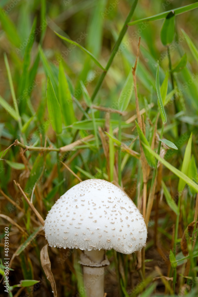 Parasol mushroom (Macrolepiota procera) growing in grassy field in macro view Parasol mushroom (Macrolepiota procera) growing in grassy field in macro view