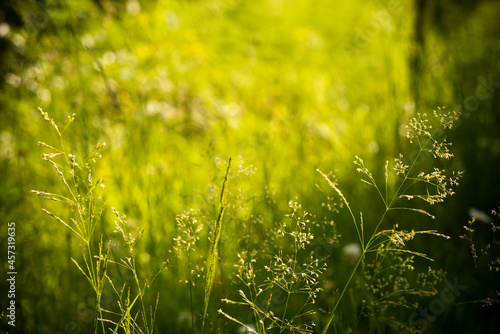 spikelets of plants and herbs in a dark green summer forest low depth of field