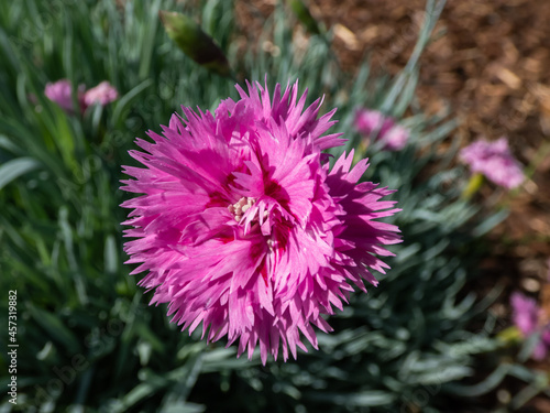 Closeup of bright pink flower - common pink, garden pink or wild pink (dianthus plumarius) with symmetric petals with fringed margins