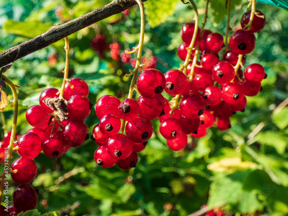 Perfect ripe redcurrants (ribes rubrum) on the branch between green leaves in the sunlight with blurry green background. Taste of summer Perfect ripe redcurrants (ribes rubrum) on the branch between green leaves in the sunlight with blurry green background. Taste of summer
