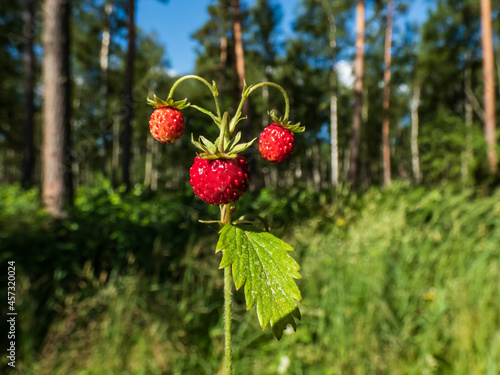 Single plant of wild strawberry  Fragaria vesca  with perfect  red  ripe fruits and foliage outdoors with forest and blue sky bacground in sunlight