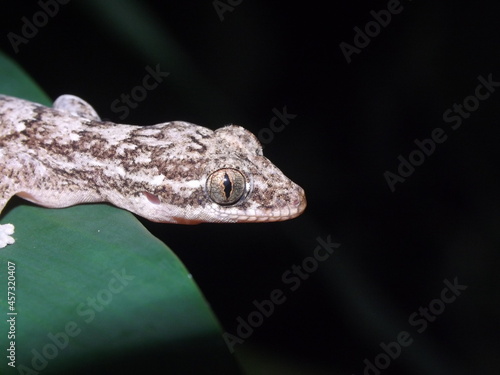 detailed head shot of a Turnip-tailed Gecko (Thecadactylus rapicauda) isolated on a green tropical leaf with a natural dark green background © Ian