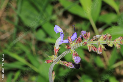 natural purple salvia miltiorrhiza photo