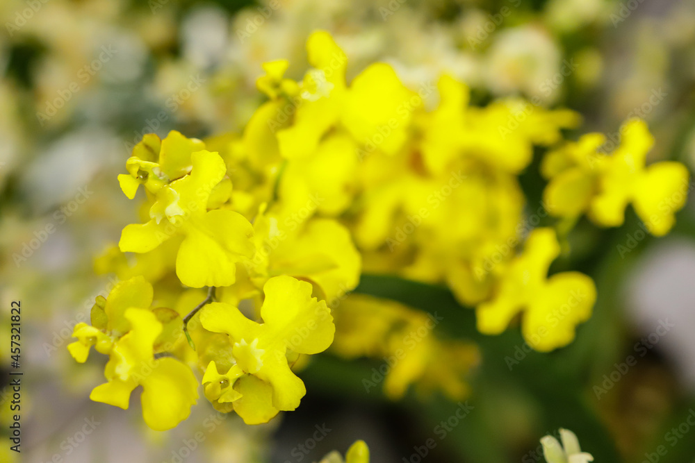 Oncidium Dugon flower with center focus and rest of image blurred
Oncidium Dugon flower with center focus and rest of image blurred