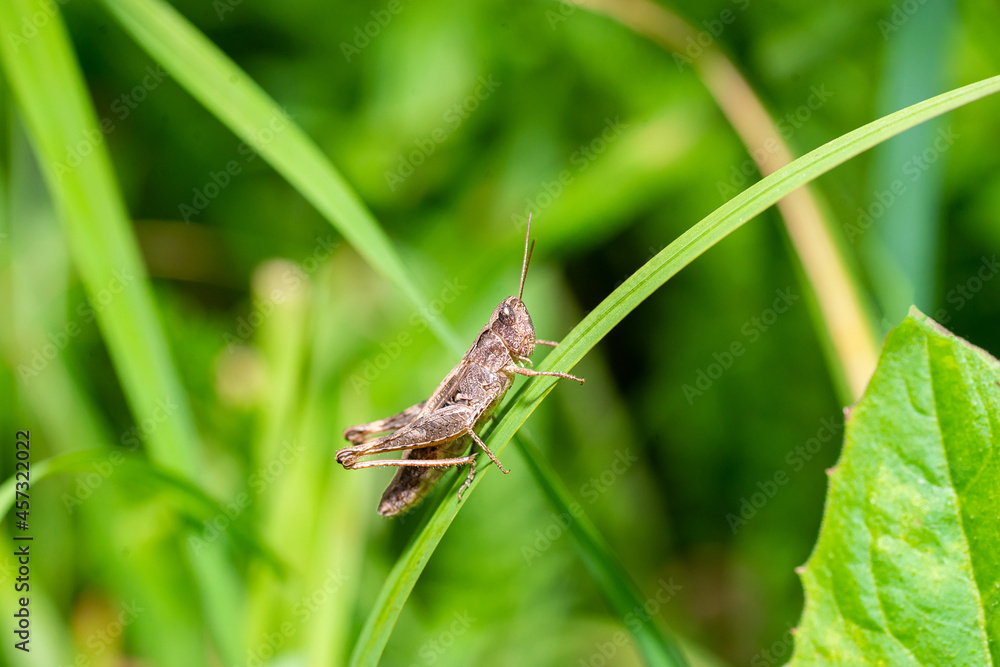 A green grasshopper on a large leaf of grass, in its natural environment..