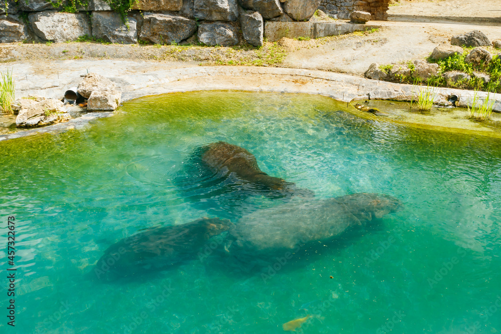 Fototapeta premium The family of hippopotamus is swimming in the pond