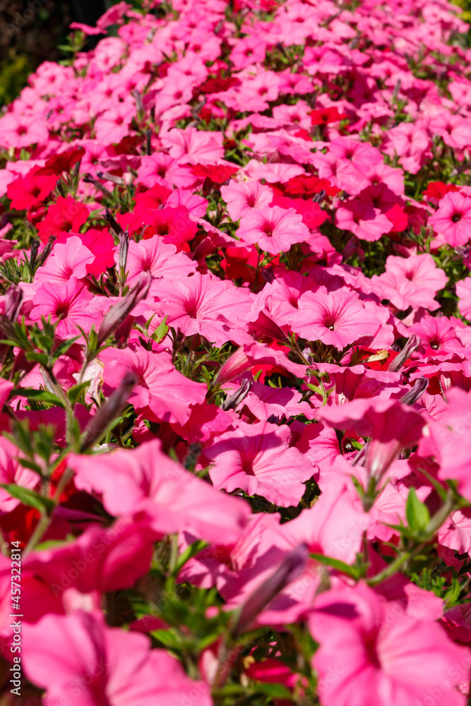 Vibrant blooming pink Petunia Surfinia decorative flowers high angle view, floral wallpaper background with pink petunias