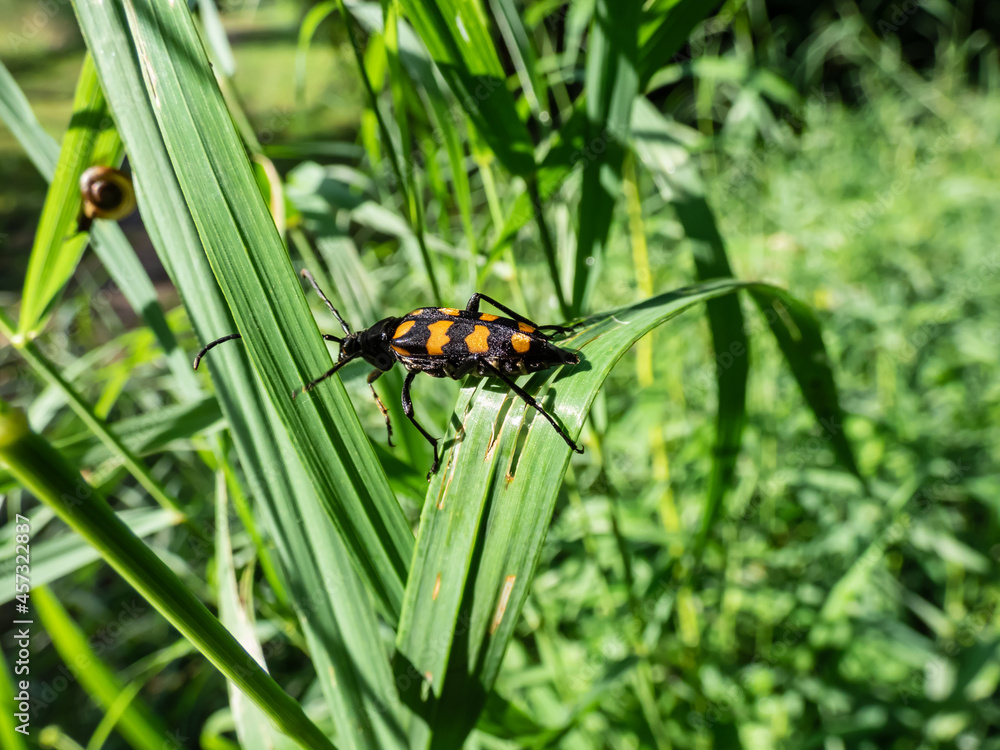 Closeup shot of longhorn beetle (Leptura quadrifasciata) sitting on grass blade in summer. Black Beetle with four continuous transverse yellow bands Closeup shot of longhorn beetle (Leptura quadrifasciata) sitting on grass blade in summer. Black Beetle with four continuous transverse yellow bands