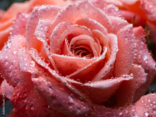 Close up of beautiful perfect pink rose with dew drops on petals early in the morning with bright sunlight. Detailed  round water droplets on all rose petals