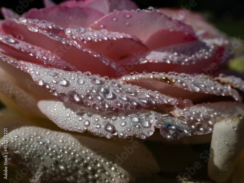 Close up of beautiful creamy-pink rose petals with dew drops in bright sunlight. Detailed, round water droplets on all rose petals
