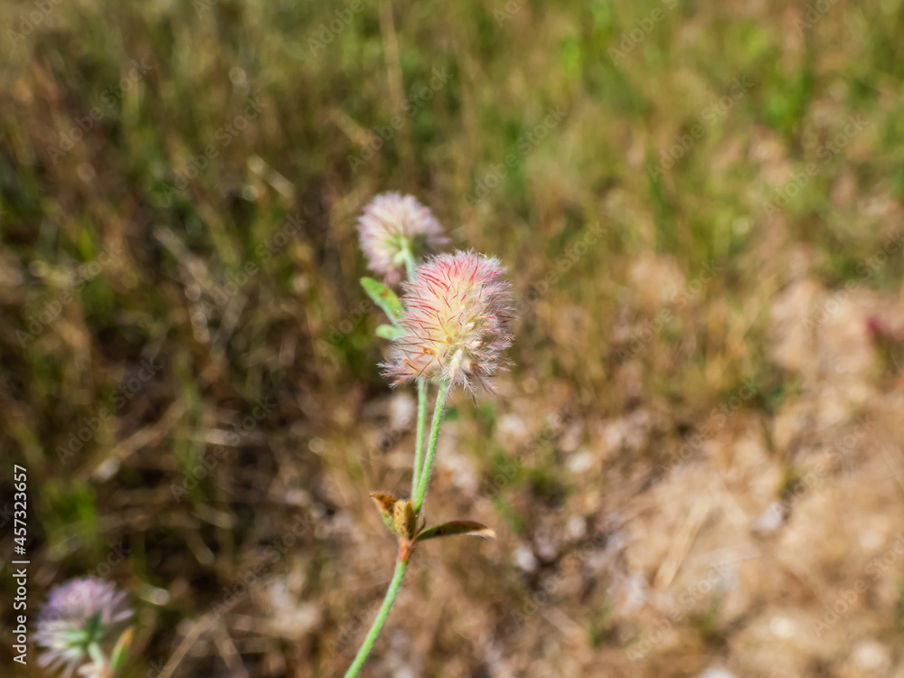 Macro of pale pink flowers of Hare's-foot clover (Trifolium arvense) covered in soft hairs in summer meadow Macro of pale pink flowers of Hare's-foot clover (Trifolium arvense) covered in soft hairs in summer meadow