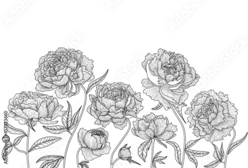 Vector graphic linear illustration set of black and white flowers, leaves and buds of peony