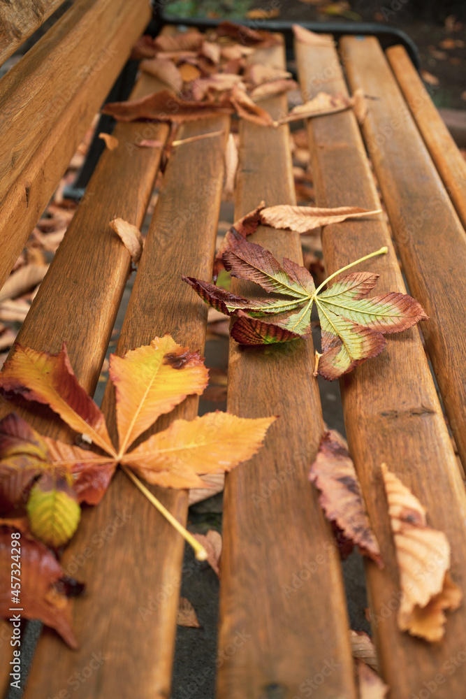fallen leaves in an autumn park in sunny weather fallen leaves in an autumn park in sunny weather