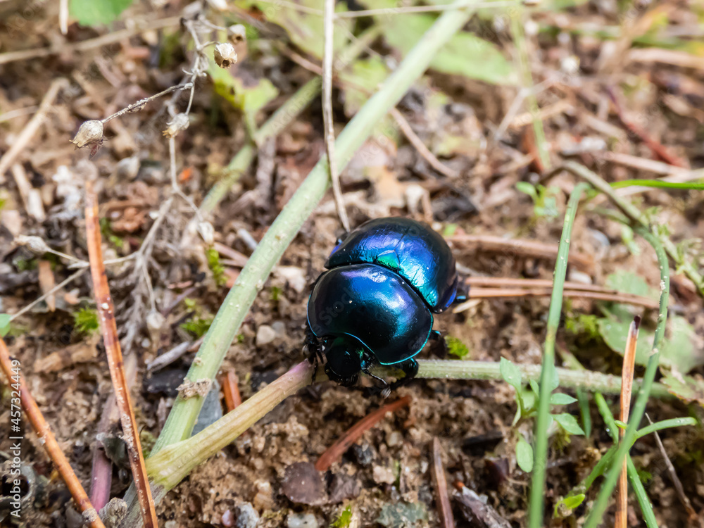 Macro shot of beutiful Dor beetle or spring dor beetle (Trypocopris vernalis), dull black in colour with a variable blue and green metallic reflection Macro shot of beutiful Dor beetle or spring dor beetle (Trypocopris vernalis), dull black in colour with a variable blue and green metallic reflection