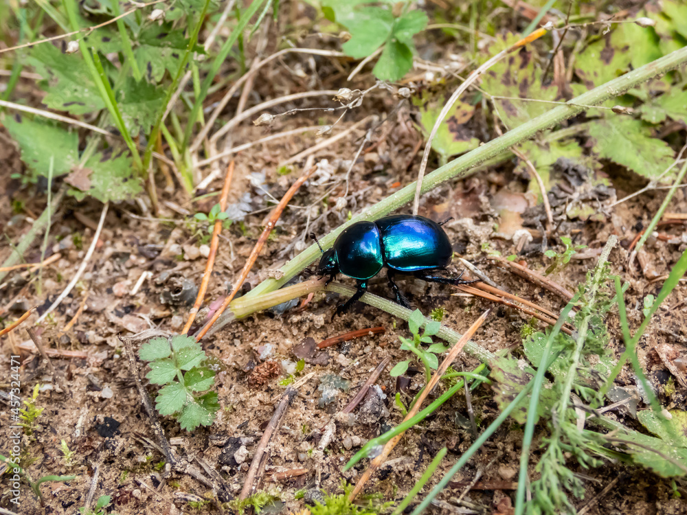 Macro shot of beutiful Dor beetle or spring dor beetle (Trypocopris vernalis), dull black in colour with a variable blue and green metallic reflection Macro shot of beutiful Dor beetle or spring dor beetle (Trypocopris vernalis), dull black in colour with a variable blue and green metallic reflection