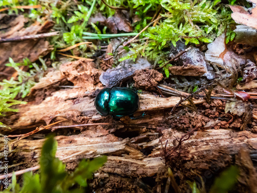 Macro shot of beutiful Dor beetle or spring dor beetle (Trypocopris vernalis) var. autumnalis Heer, dull black in colour with a variable blue and green metallic reflection photo