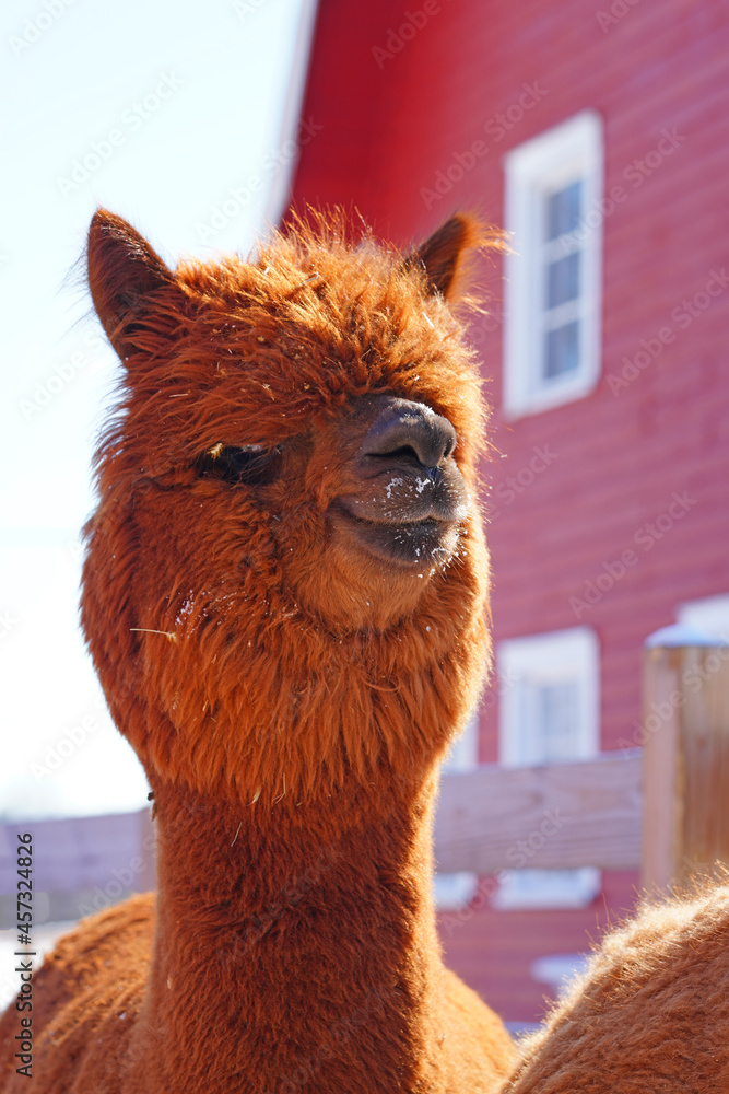 Fototapeta premium Portrait of a furry alpaca with snow on its face at a farm in New Jersey