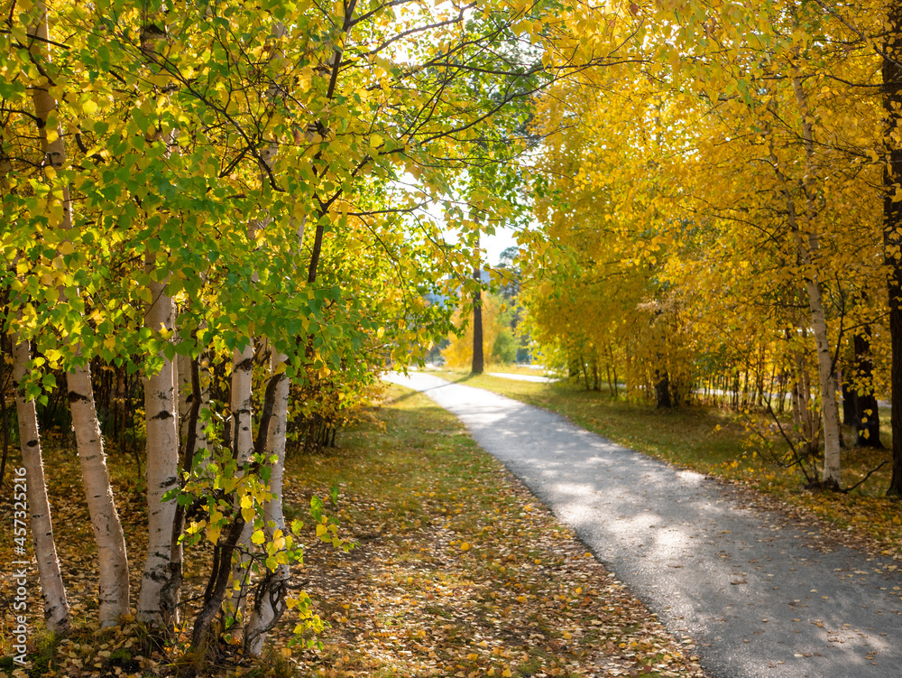 Bright golden autumn. The footpath in the park passes through yellow and green trees.