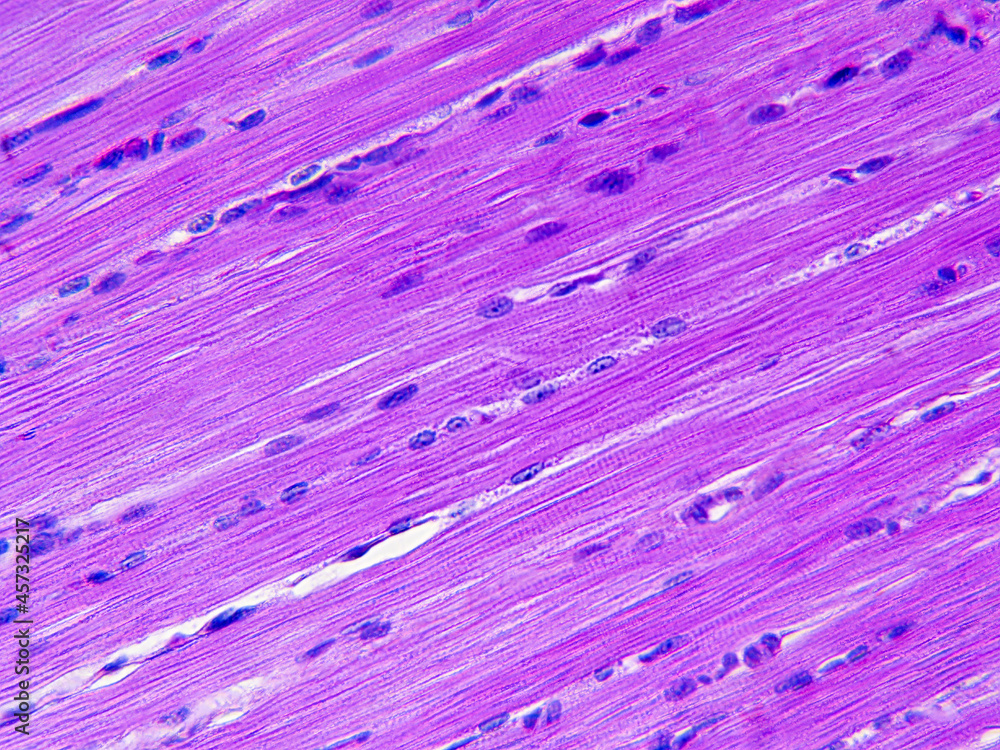 Smooth Muscle Histology Drawing Smooth Muscle Histology Drawing