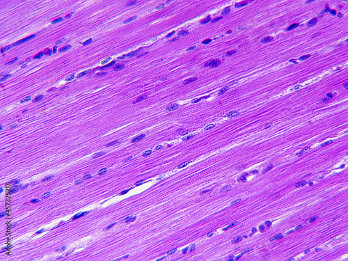 Histology image of smooth muscle tissue