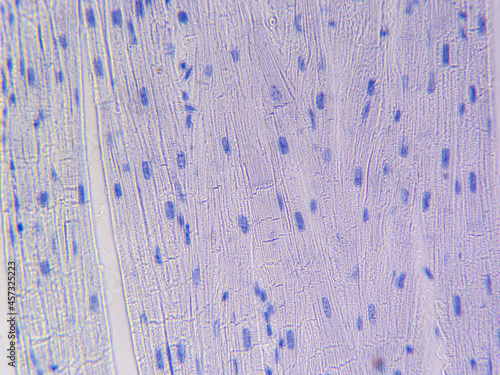 Konstfotografi Histology image of cardiac muscle tissue