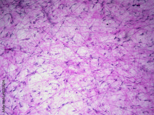 Fotografija Histology image of connective tissue proper loose areolar tissue