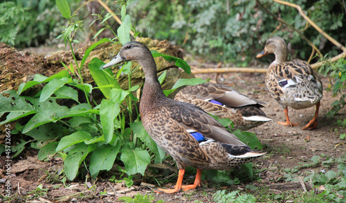male and female runner ducks
