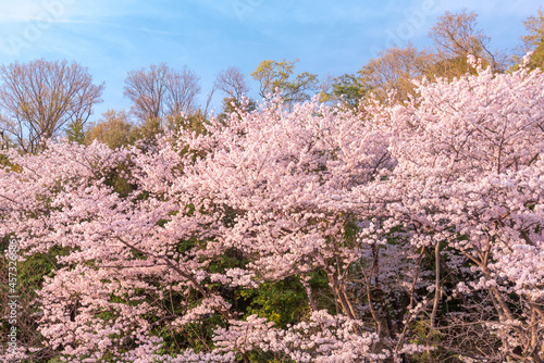 千里北公園の桜 【桜 風景】