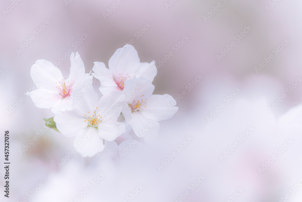 かわいい桜の花