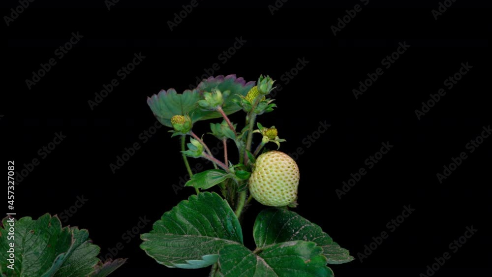 Strawberry berries ripen on the bush, increases in size and blushes Strawberry berries ripen on the bush, increases in size and blushes