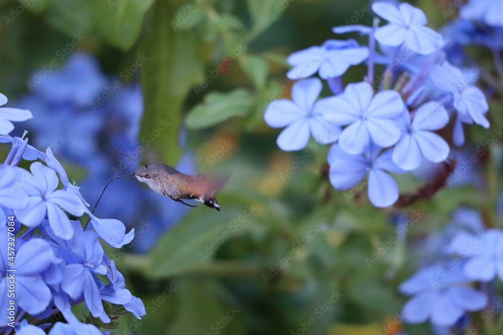 Fototapeta premium bee on flower