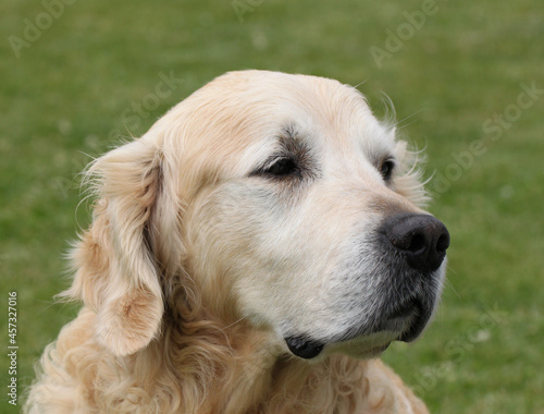 close up of golden retriever head and face