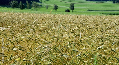 Ripening wheat photo