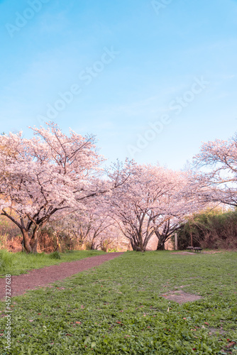 千里北公園の桜　　【桜　風景】