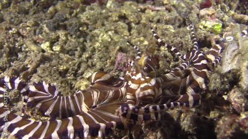 Wonderpus wunderpus photogenicus moving towards camera, tentacles scanning coral gaps in search of prey, medium shot camera zooming out and in photo