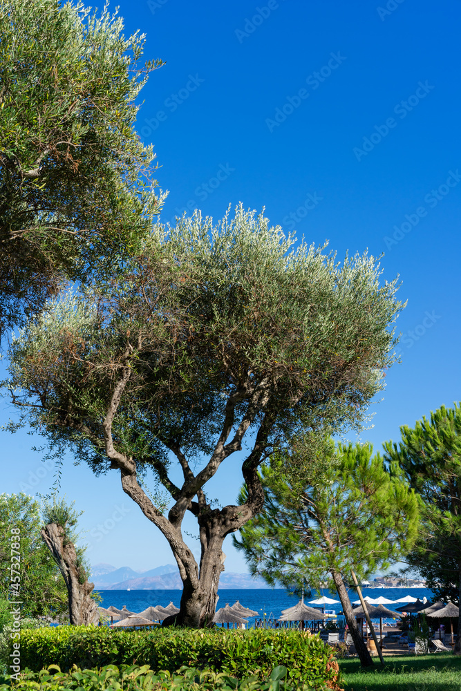 Summer vacation background, olive trees and sea view with turquoise water, Greece Summer vacation background, olive trees and sea view with turquoise water, Greece