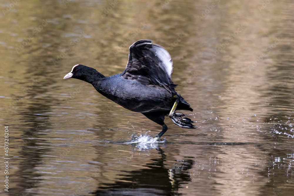 Fototapeta premium Eurasian coot, Fulica atra chasing each other by running across the water