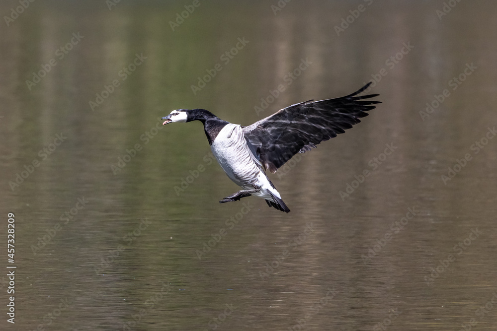 Barnacle goose, Branta leucopsis flying over a lake near Munich in Germany. Barnacle goose, Branta leucopsis flying over a lake near Munich in Germany.
