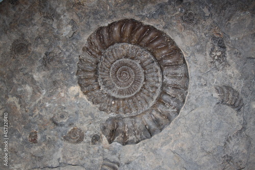 spiral ammonit fossil
