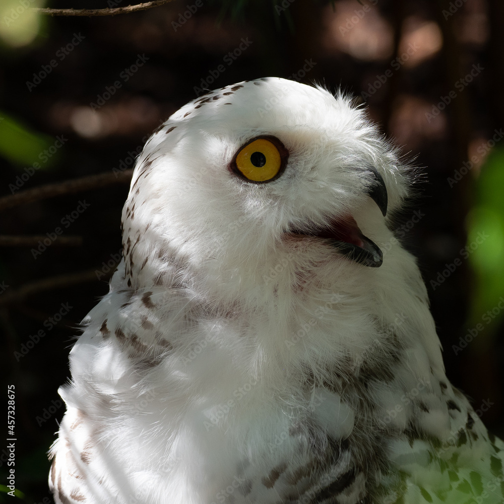 Fototapeta premium The Snowy Owl, Bubo scandiacus is a large, white owl of the owl family
